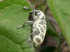 Ileomus