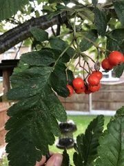 Hedlundia thuringiaca