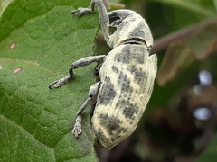Ileomus