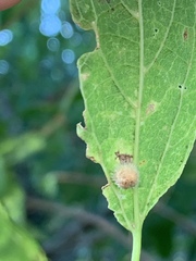 Celticecis pubescens