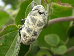 Ileomus