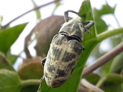 Ileomus