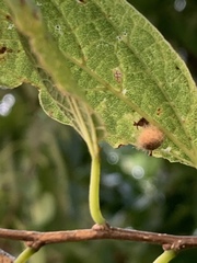 Celticecis pubescens