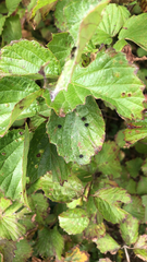 Viburnum rafinesqueanum