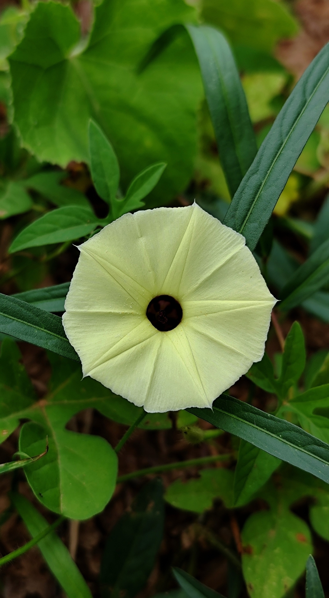Ipomoea longeramosa