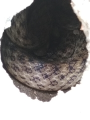 Madagascarophis colubrinus