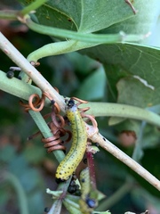 Ceratulus spectabilis