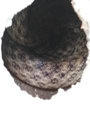 Madagascarophis colubrinus