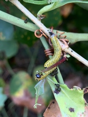 Ceratulus spectabilis