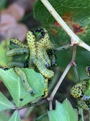 Ceratulus spectabilis