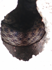 Madagascarophis colubrinus