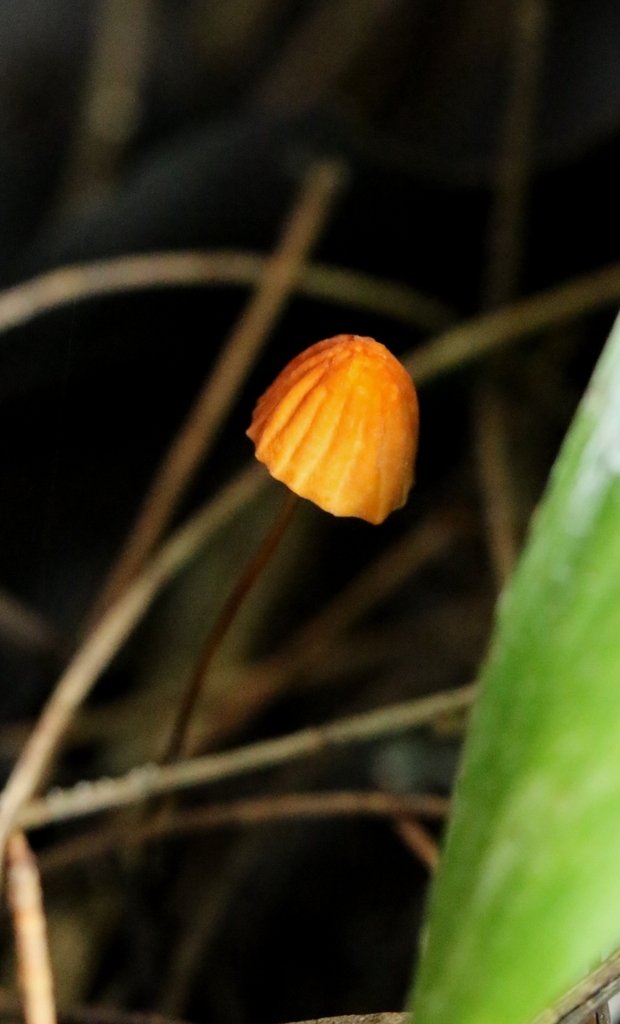 Marasmius siccus · June 2025 · photo: © agnestrekker (iNaturalist, CC)