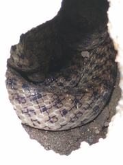 Madagascarophis colubrinus