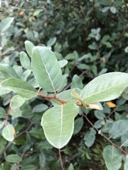 Elaeagnaceae