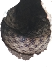 Madagascarophis colubrinus