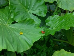 Deudorix epijarbas menesicles