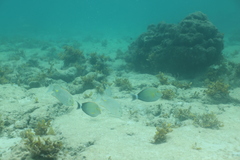 Yellowfin Surgeonfish
