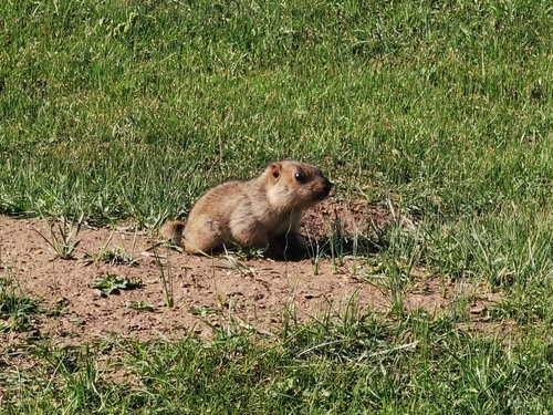 Himalayan Marmot