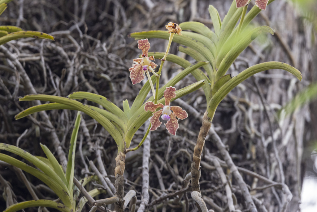 Vanda tessellata