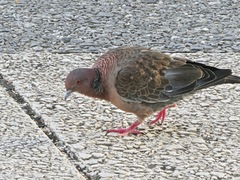 Patagioenas picazuro