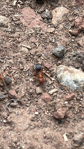 iNaturalist observation photo of Wood, Mound, and Field Ants