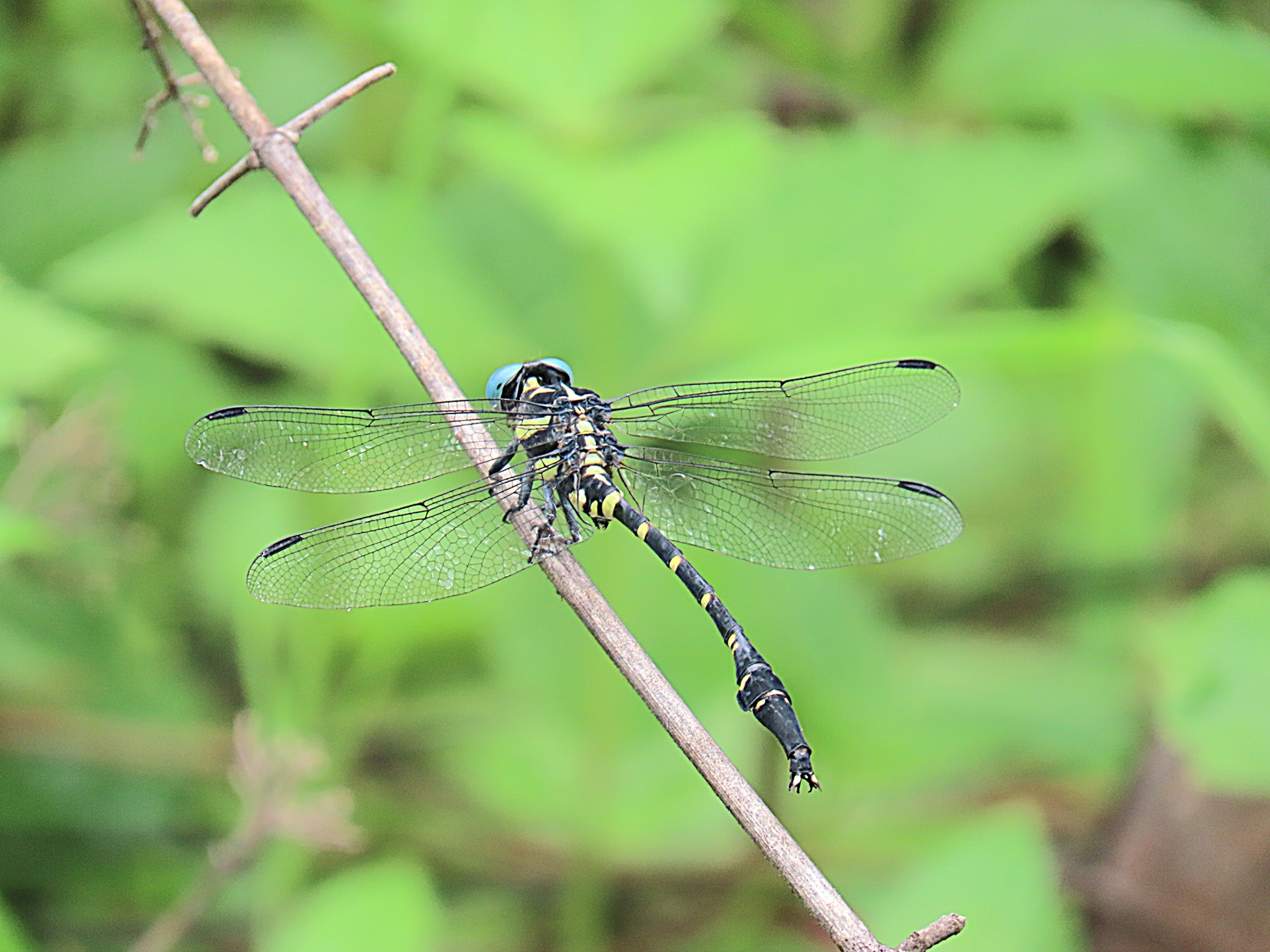 Keiser’S Forktail