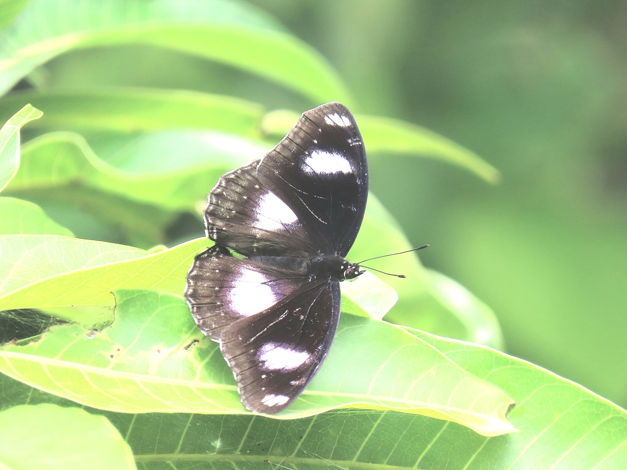 Great Eggfly