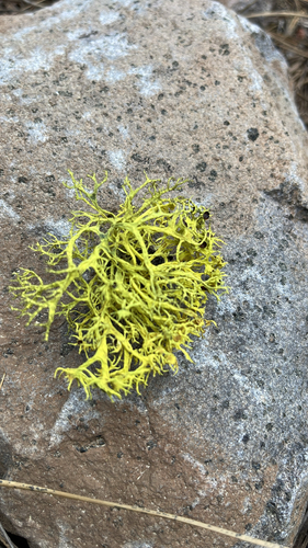 iNaturalist observation photo of wolf lichen