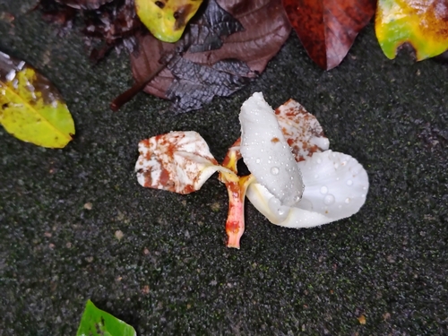 Chonemorpha fragrans, photograph 5