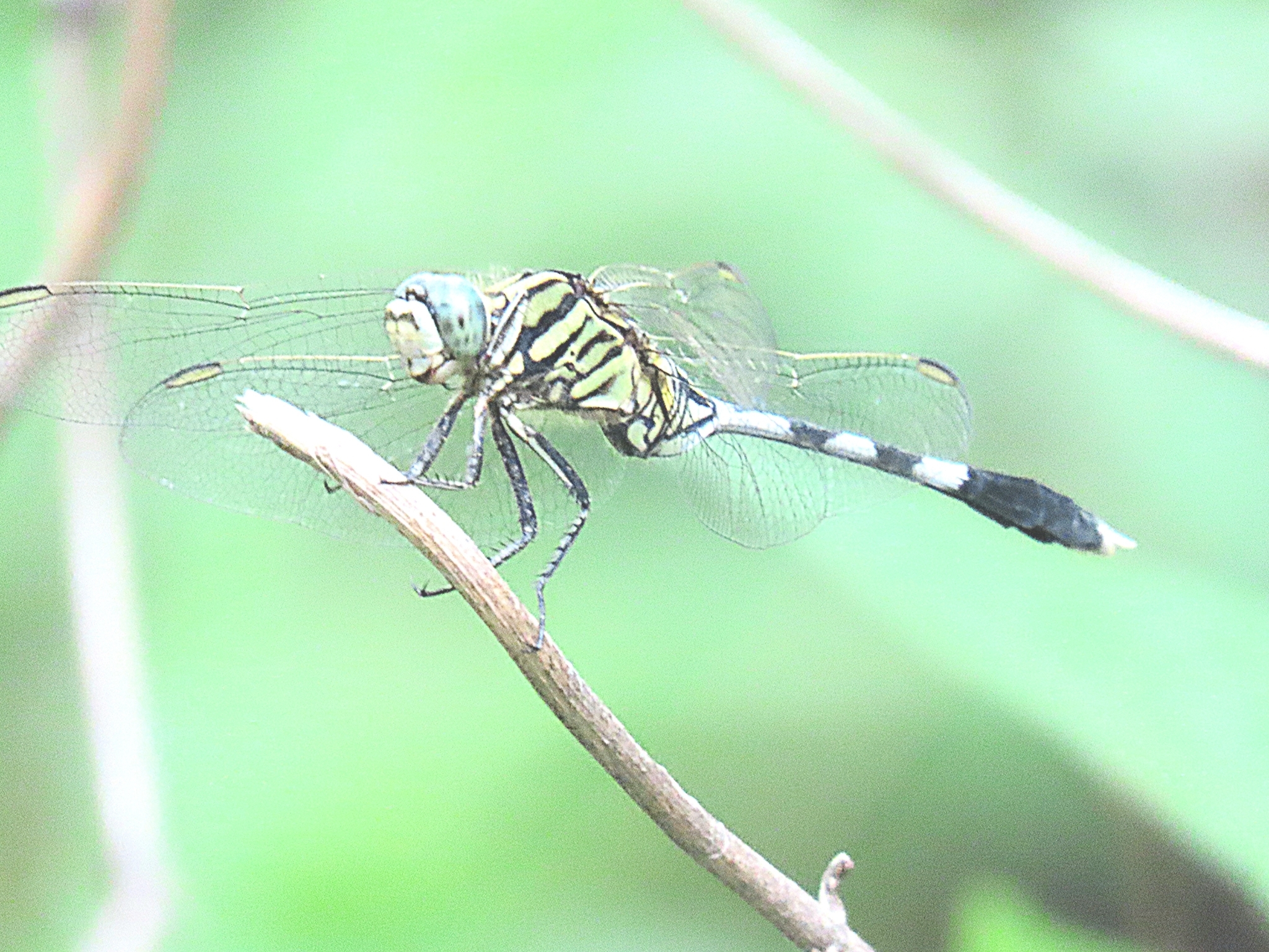 Slender Skimmer