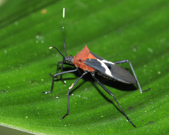 Leptoscelis militaris