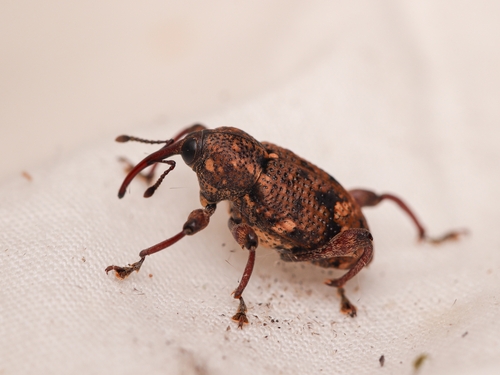 Marshallius anacardi