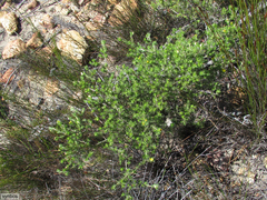Aspalathus spicata