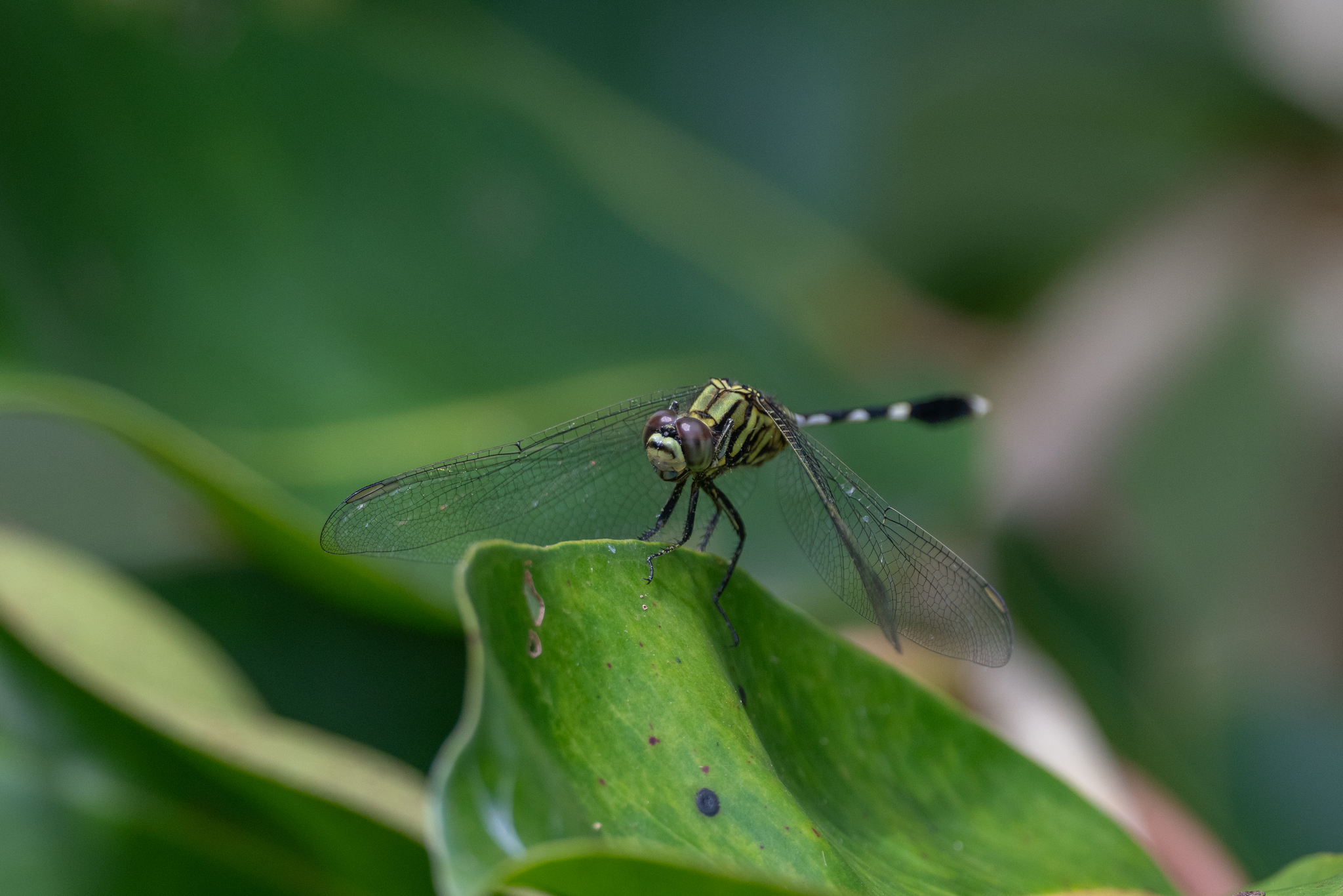 Slender Skimmer
