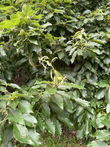 Quercus serrata iNat (2)