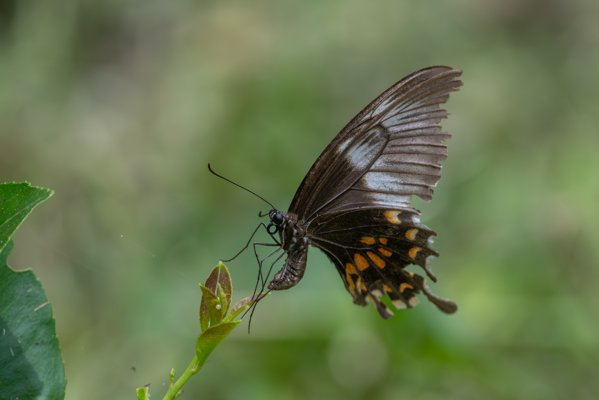 Common Mormon