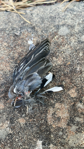 iNaturalist observation photo of White-breasted Nuthatch