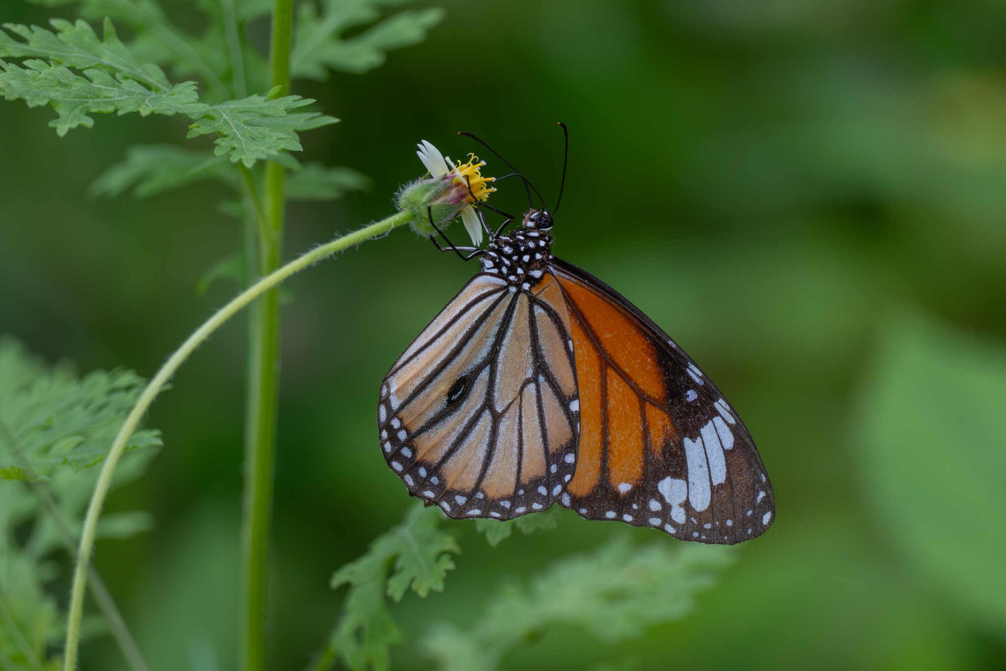 Striped Tiger