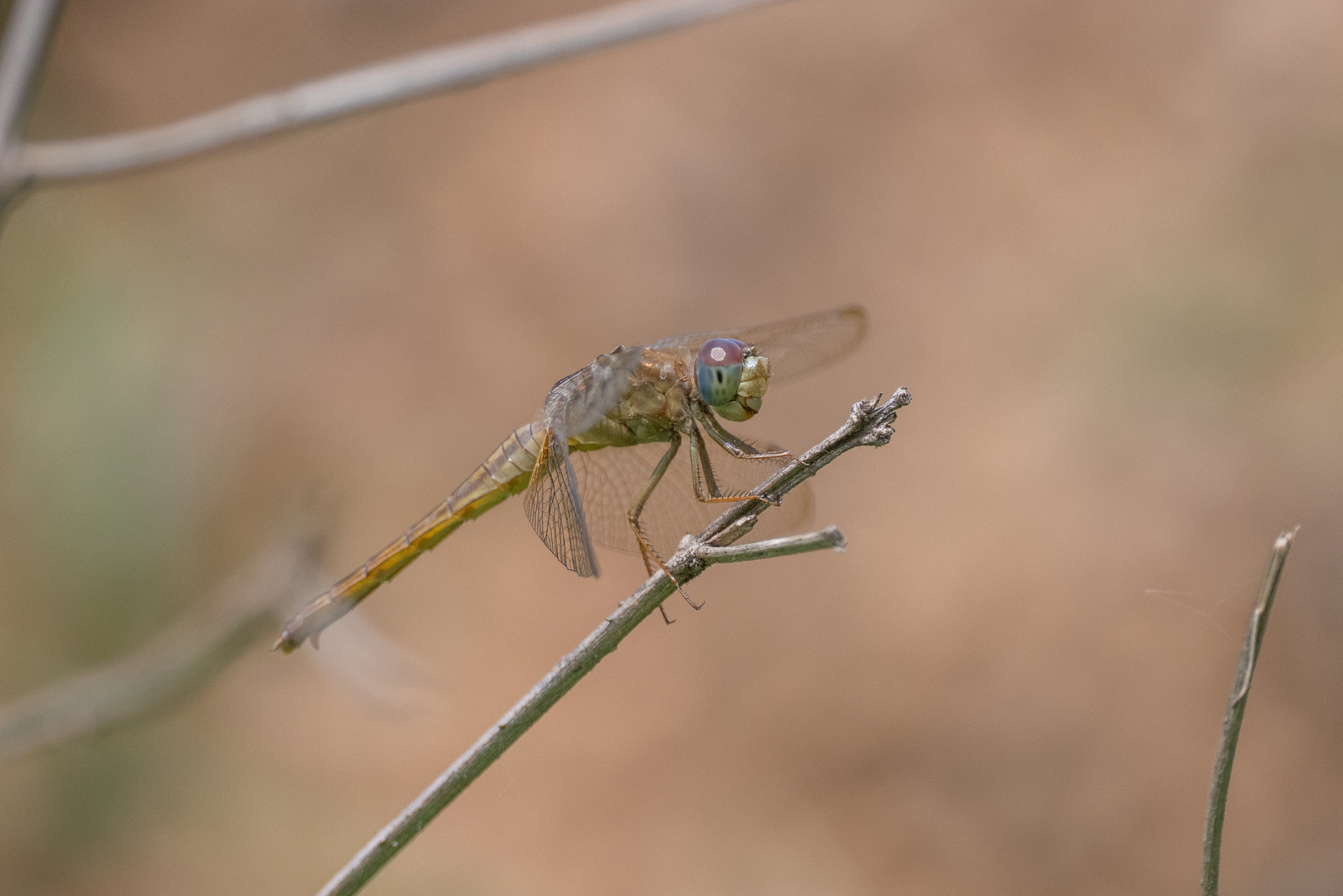 Scarlet Skimmer