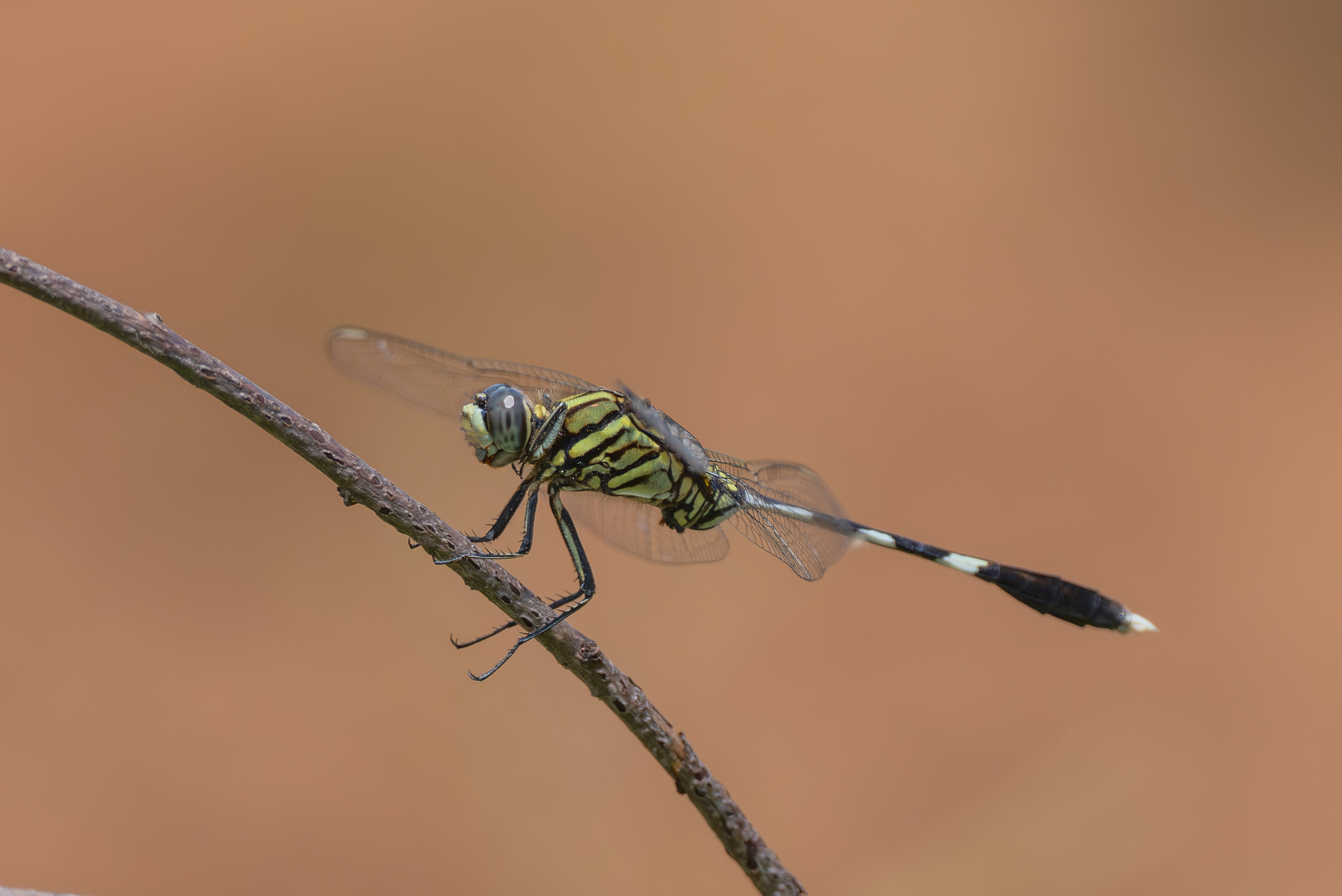 Slender Skimmer