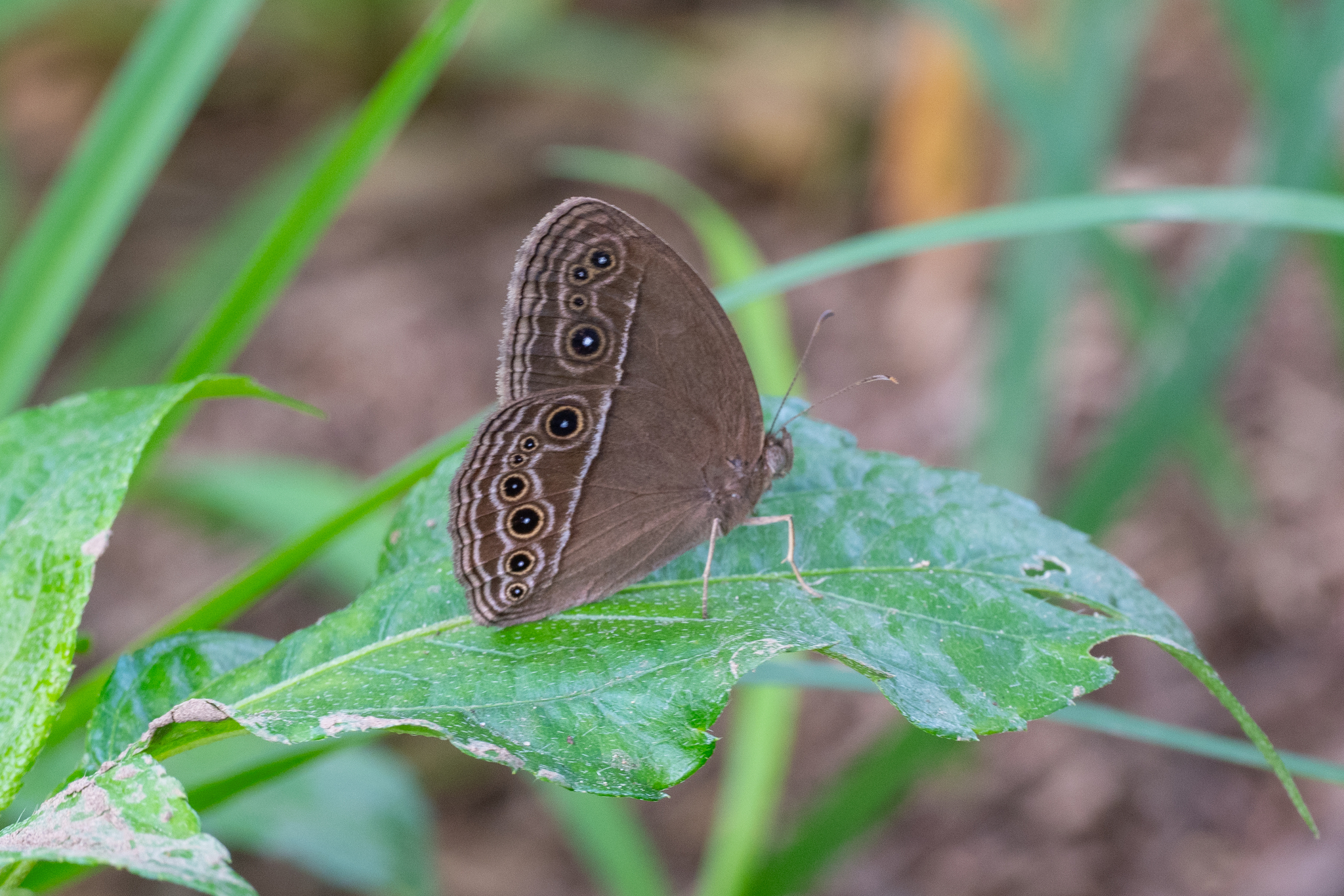 Common Bushbrown