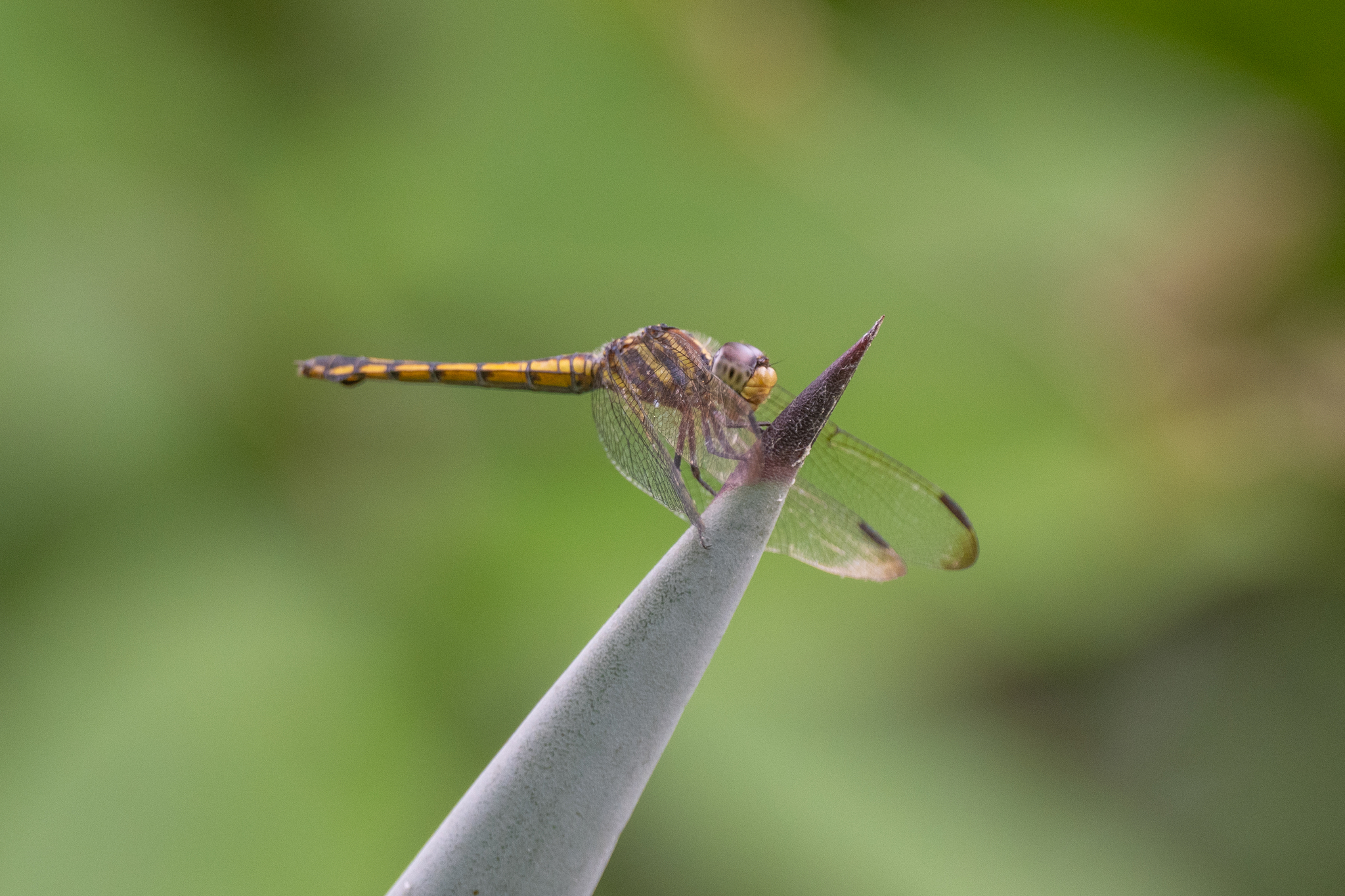 Yellow-Tailed Ashy Skimmer