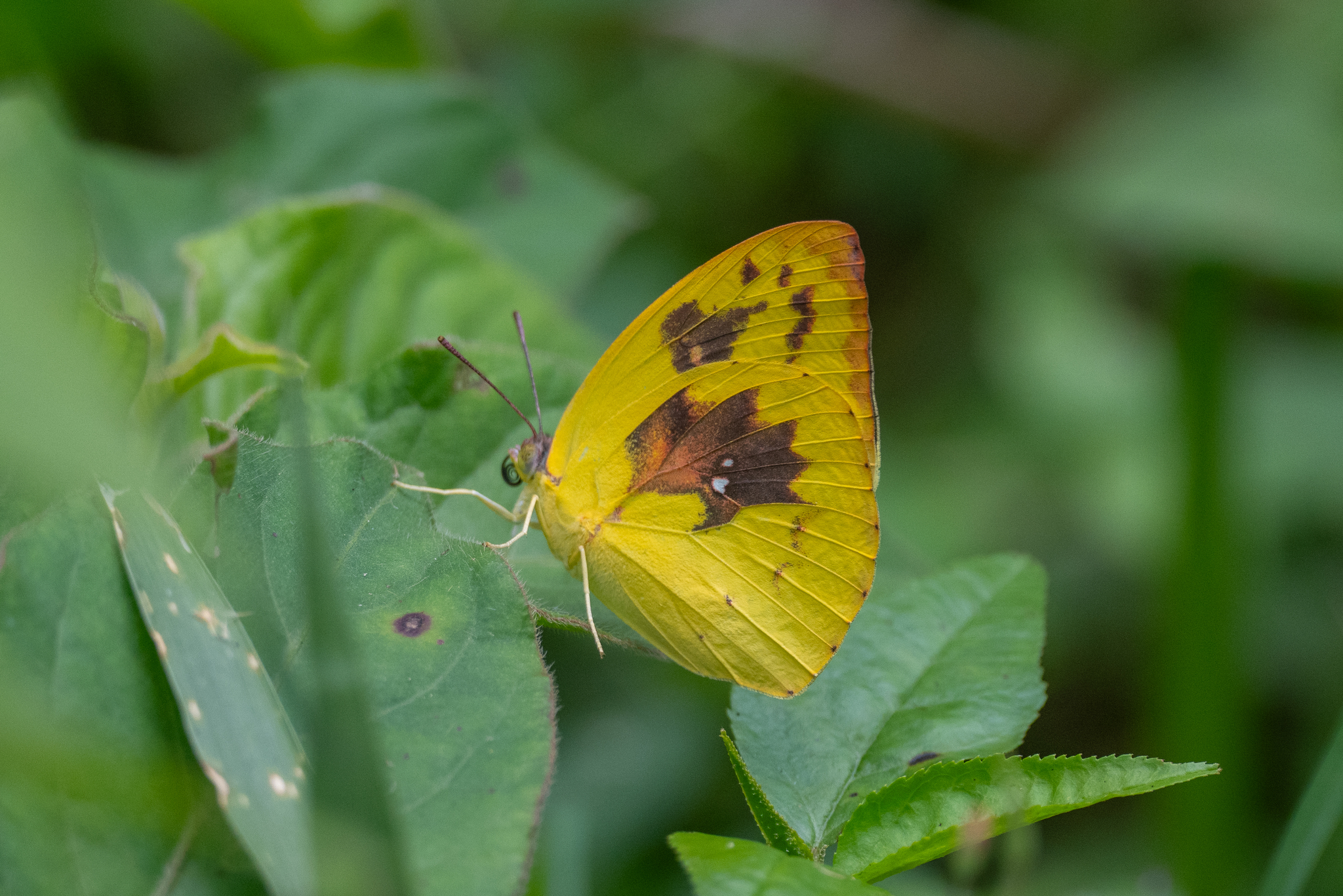 Lemon Emigrant