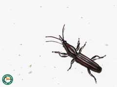 Teramocerus