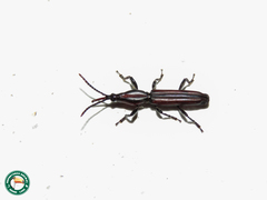 Teramocerus