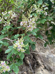 Lespedeza maximowiczii, photograph (c) Ashwin Srinivasan, some rights reserved (CC BY)