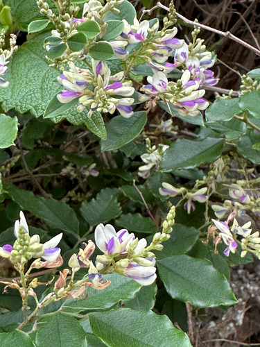 Korean lespedeza (Lespedeza maximowiczii)