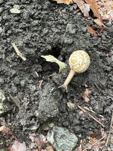 Satsuma japonica