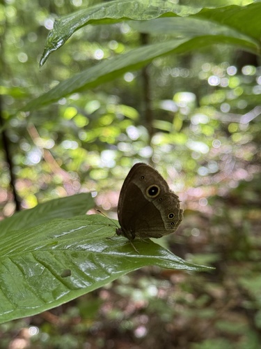 Mycalesis francisca perdiccas