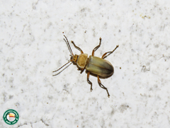 Chauliognathus plicatus